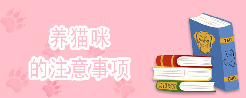 养猫咪的注意事项