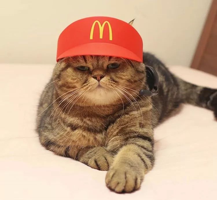 胖狸花一猫分饰N角，我仿佛见到了一百只猫
