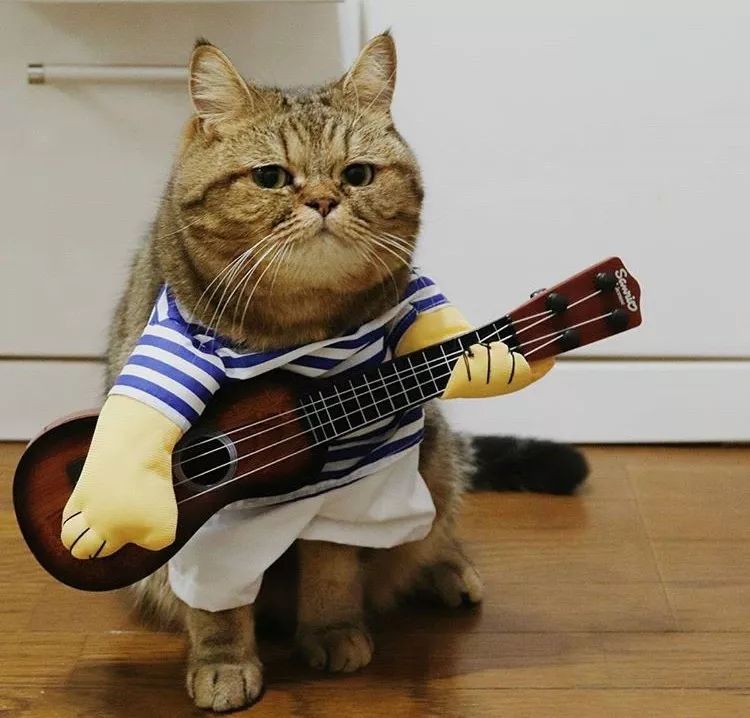 胖狸花一猫分饰N角，我仿佛见到了一百只猫