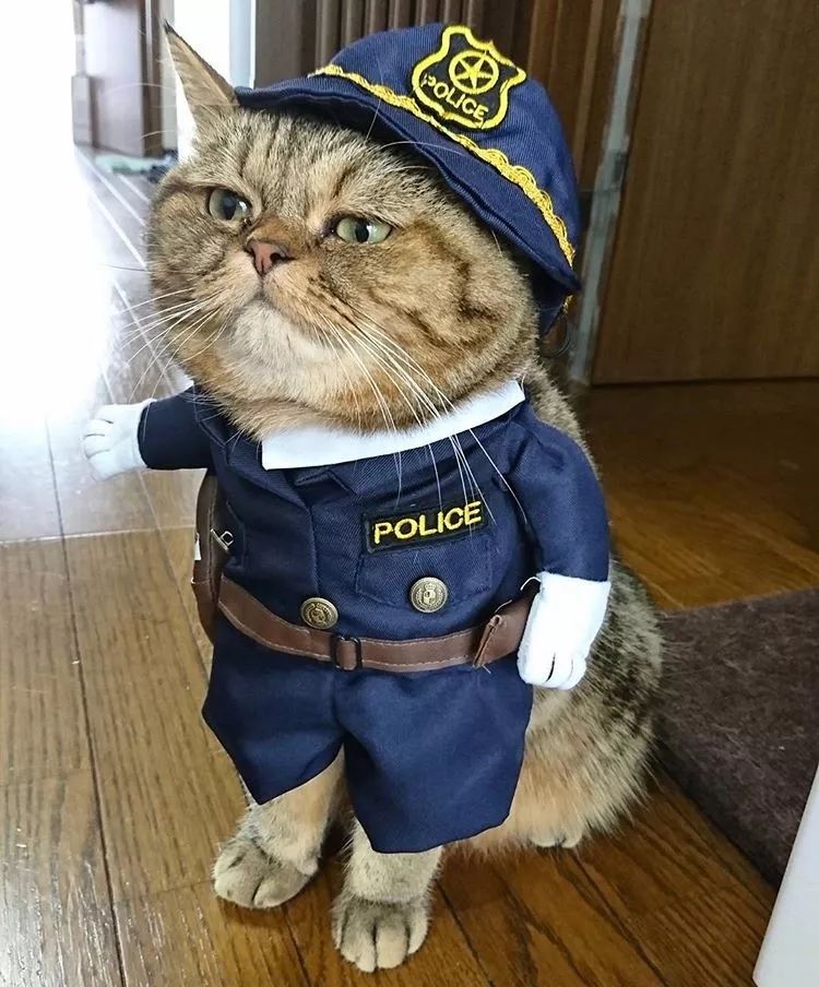 胖狸花一猫分饰N角，我仿佛见到了一百只猫