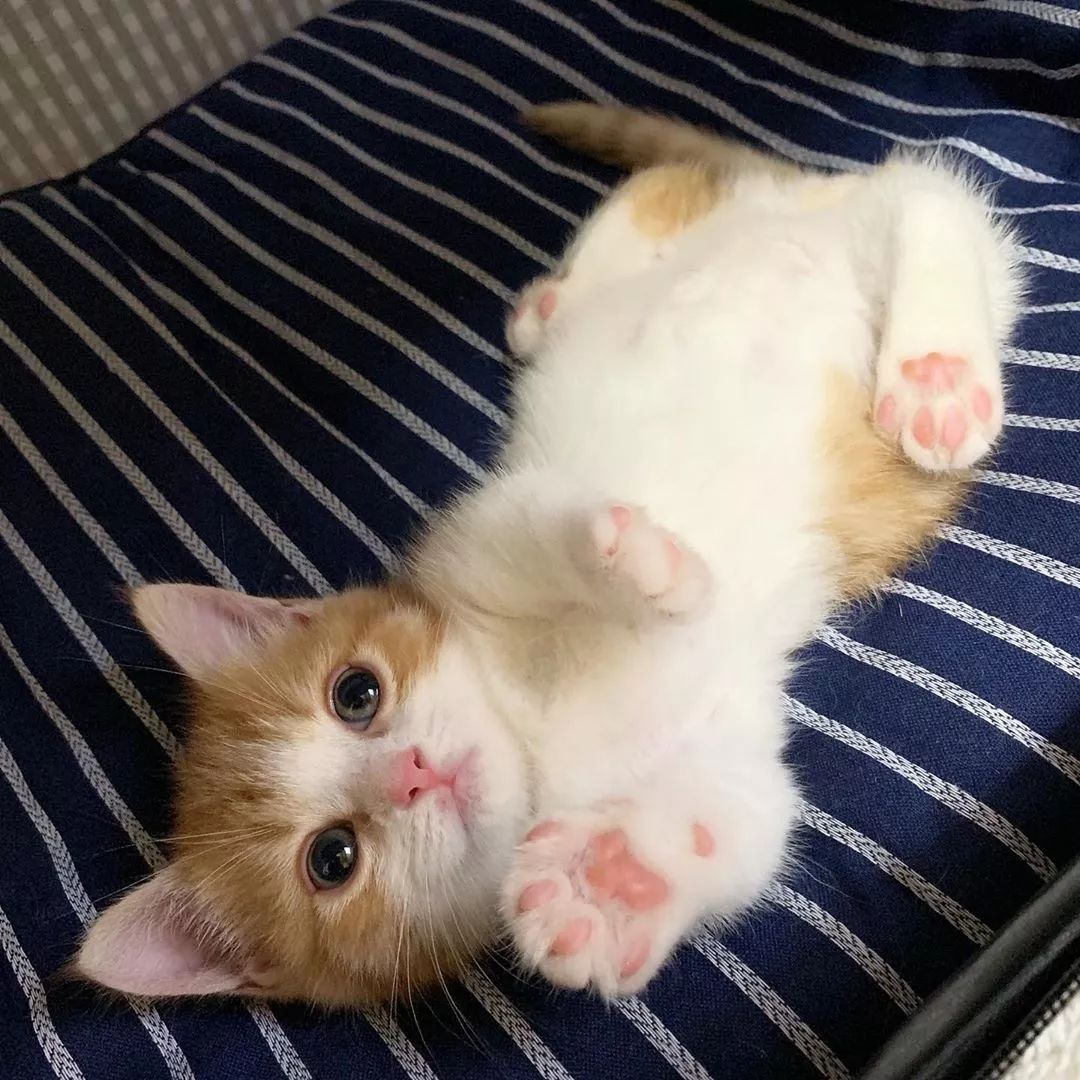 日本一小奶猫成精，睡姿萌化网友