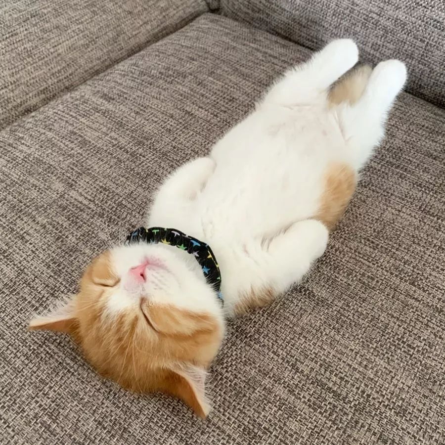 日本一小奶猫成精，睡姿萌化网友