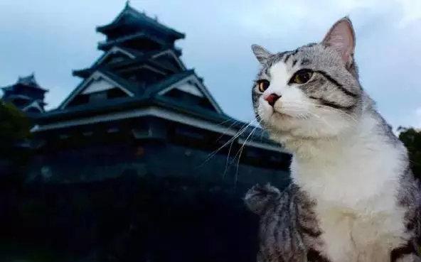 这只喵走遍日本每一个角落，4年来引来无数粉丝追捧