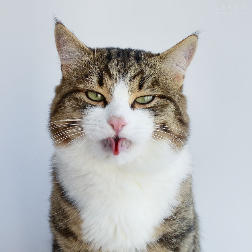 靠舌头走红网络的猫咪Rexie，喵界里的一个“逗比”