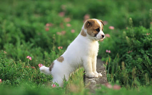 银狐犬为什么很少人养？银狐犬和萨摩耶的区别？
