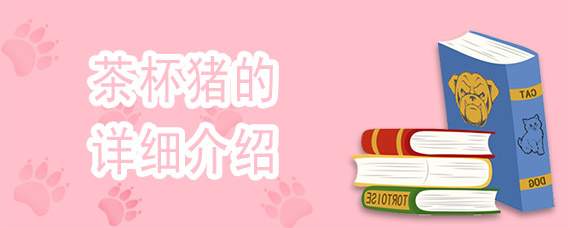 茶杯猪的详细介绍