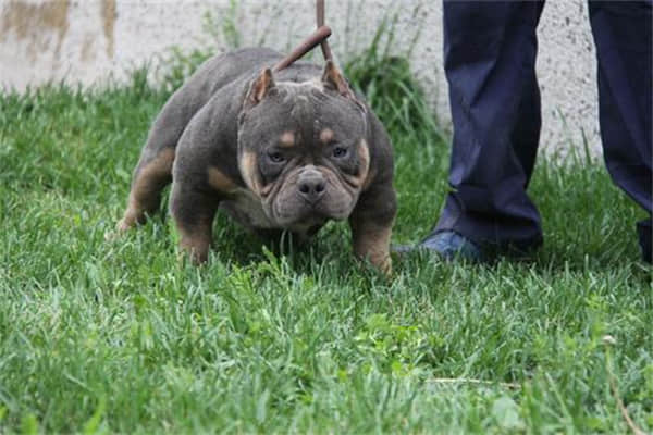最漂亮的中华田园犬