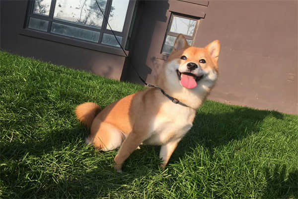 中华田园犬咬人征兆