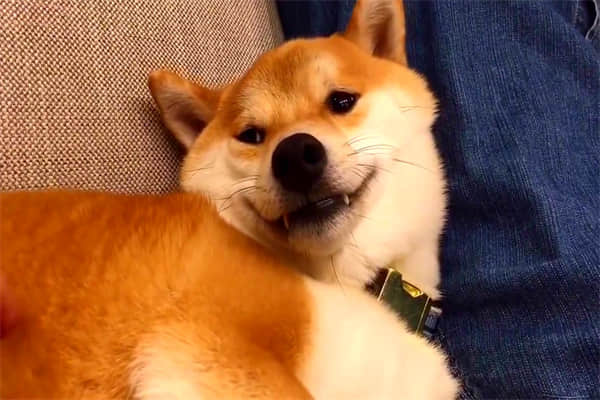 幼犬不吃东西怎么办