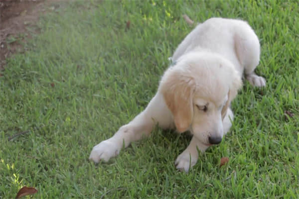 边牧犬如何训练