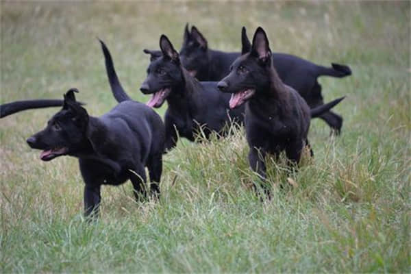 比格犬优缺点