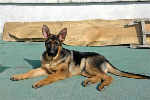 巴哥犬咬人吗