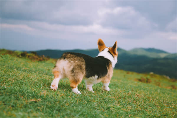 斗牛犬分几个品种