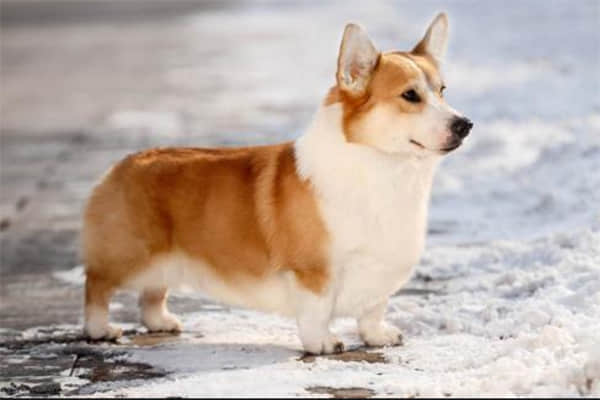 哈士奇呕吐是什么原因
