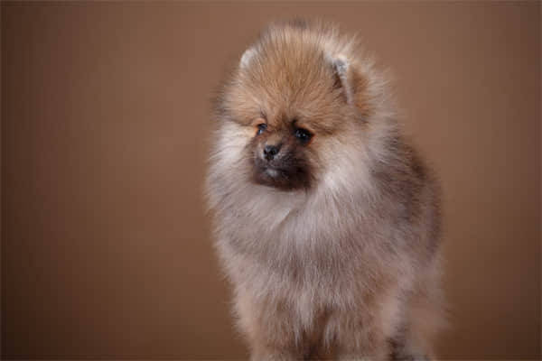 英国斗牛犬体味大吗
