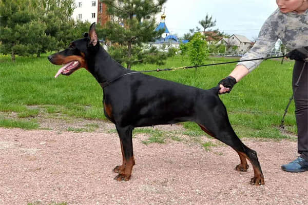 阿拉斯加犬的价格