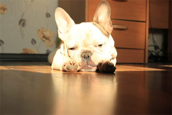格力犬发情是什么样子