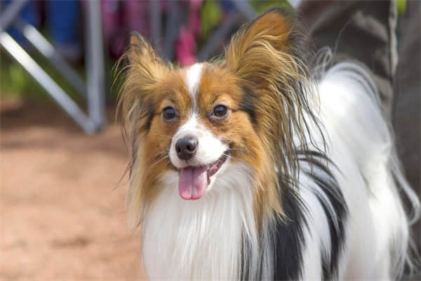 泰迪犬的缺点