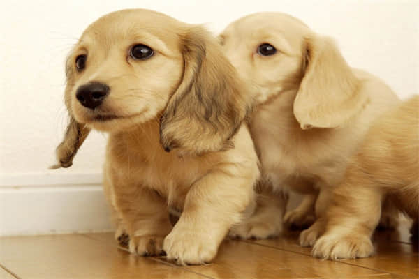柴犬脱毛吗