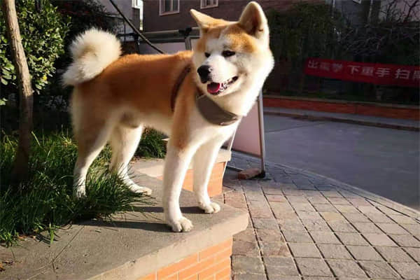 蒙古细犬的缺点