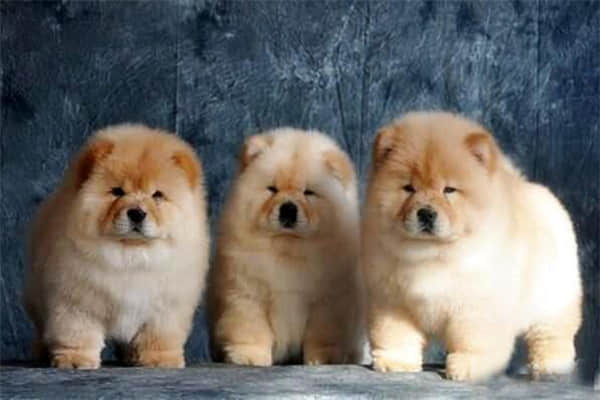 狗狗吐清水是怎么回事
