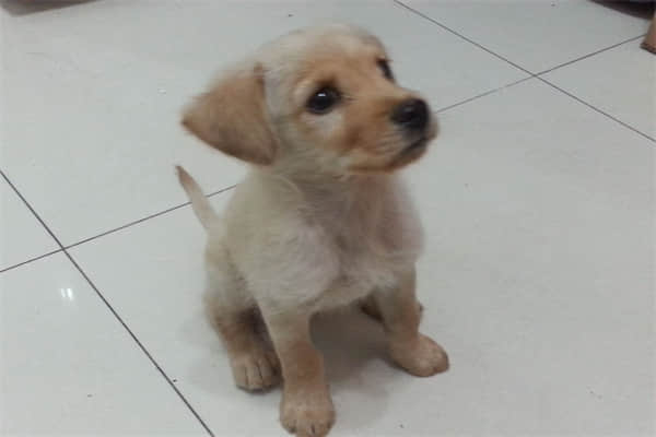 狗狗便便有白色虫子