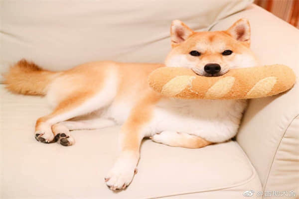 养比熊犬的好处