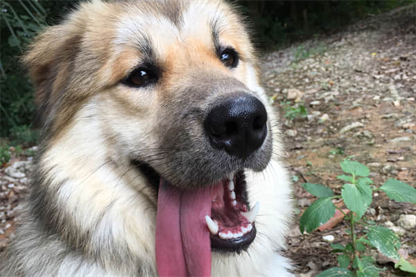 小马犬认你做主人的表现