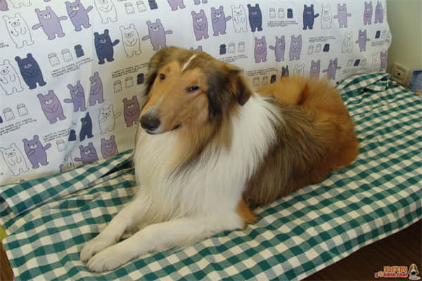柯基犬晚上放哪睡