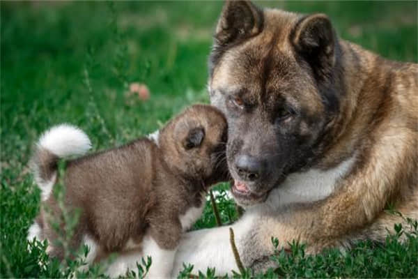 小鹿犬做绝育危险吗