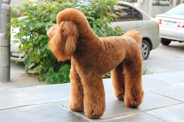 小鹿犬怎么老是抖呢