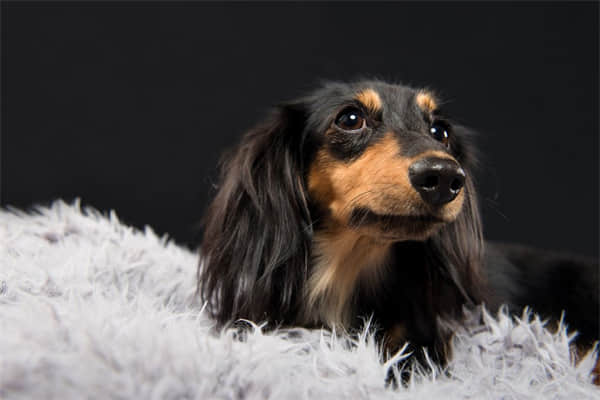 恶霸犬剪耳朵多久恢复