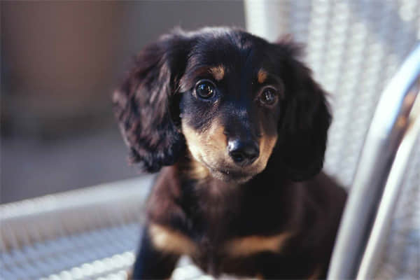 古牧犬拉稀怎么办