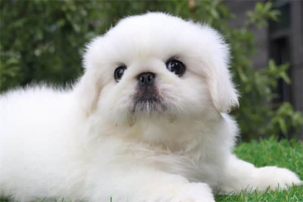 萨摩耶犬为什么禁养