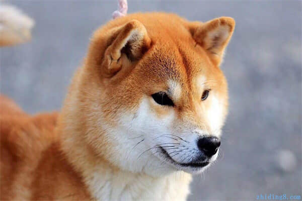 狗狗打了狂犬疫苗抓人有事吗