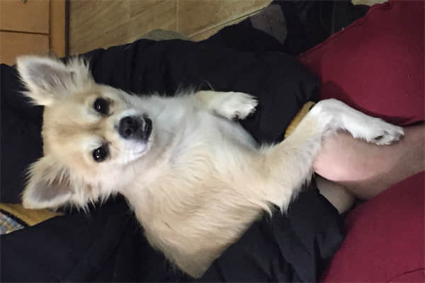 柴犬把你当主人的表现