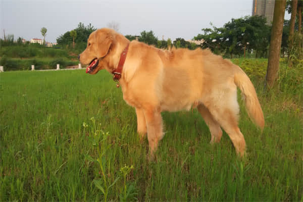 缉毒犬种类？