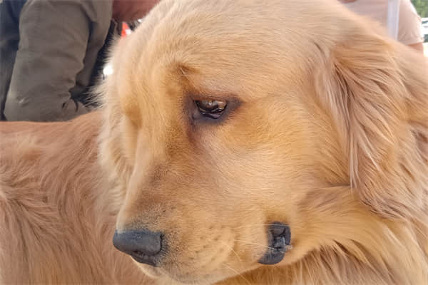 狗狗连续几天吐黄水