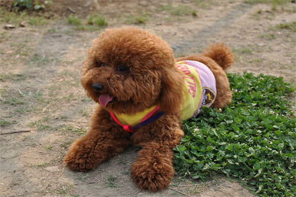 狗狗身上痒有白皮