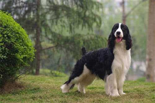 西高地白梗犬好养吗？西高地白梗饲养注意事项