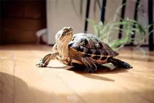 鳄龟尾巴断了还可以长出来吗