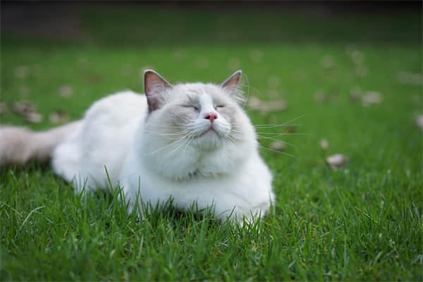 布偶猫需要每天陪多久