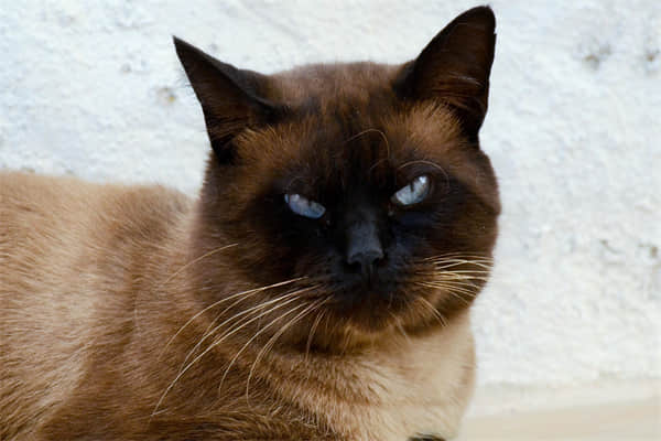 怎么让布偶猫认你