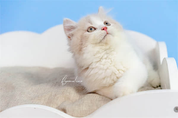宠物猫为什么这么贵