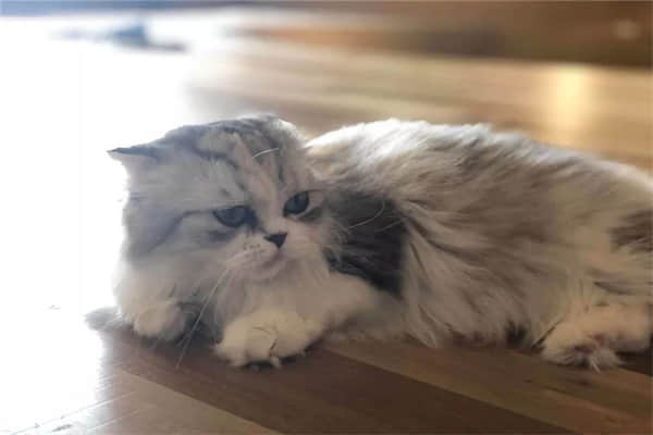 小母猫和小公猫的区别