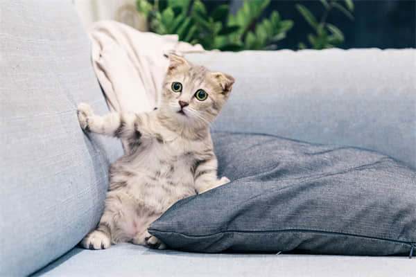 猫为什么会得腹积水