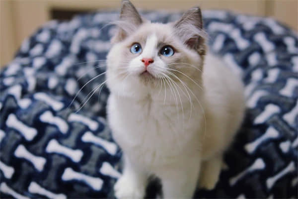 小猫咳嗽打喷嚏怎么办