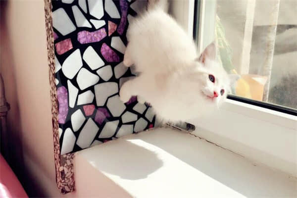 捡小猫回家有忌讳吗