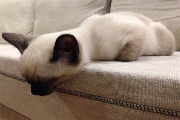 小猫多久可以驱虫药