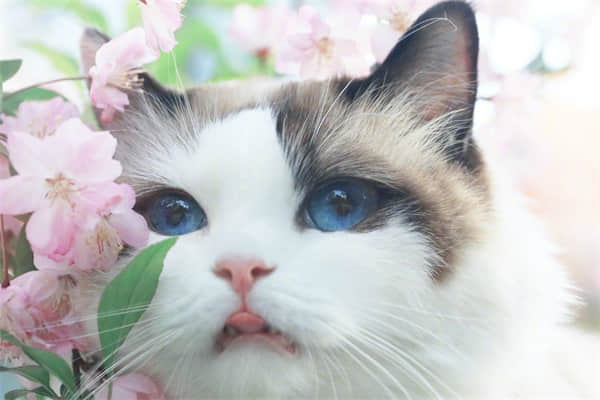 小猫连着打喷嚏